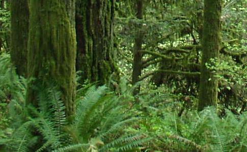 McDonald Forest